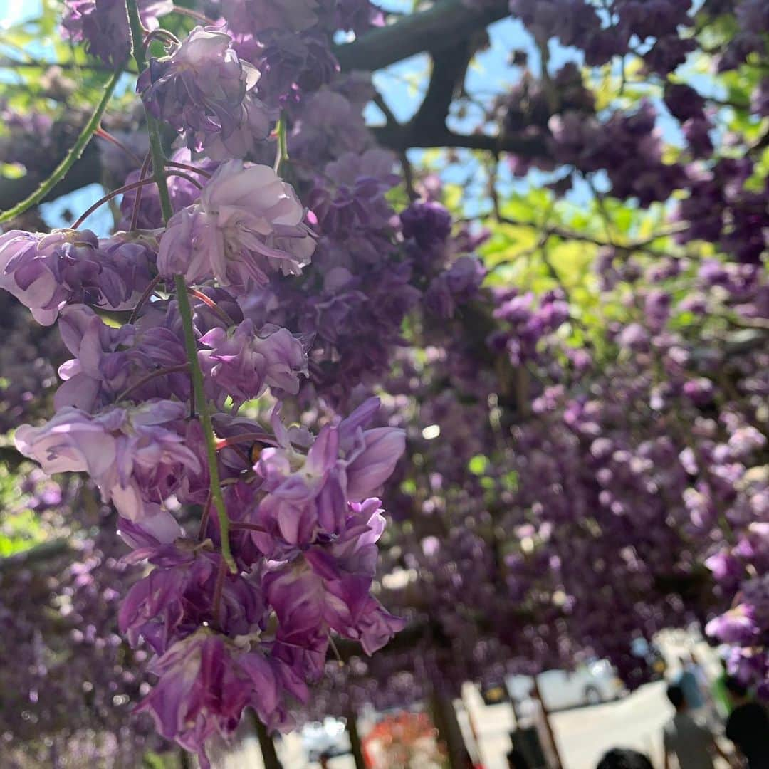 植草歩さんのインスタグラム写真 - (植草歩Instagram)「河内藤園💜💜💜 #河内藤園 #北九州河内藤園  #藤の花 #藤園 #北九州」5月12日 12時04分 - ayayumin0725