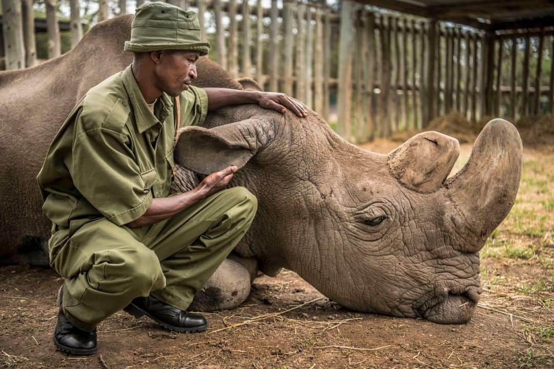 ナショナルジオグラフィックさんのインスタグラム写真 - (ナショナルジオグラフィックInstagram)「Photo by Ami Vitale @amivitale | On Monday, @UnitedNations released the Global Assessment Report on Biodiversity and Ecosystems. It states clearly that our human activity is taking down one million plants and animals, causing the sixth extinction event on this planet. It’s happening at an incredibly fast and accelerating rate. A million beautiful, ancient creatures like Sudan might breathe their last breath in our lifetime (here, in his final moments, Sudan was comforted by dedicated @olpejeta keeper Zacharia Mutai). Witnessing the last of anything die is something I never want to do again. Witnessing it a million times over may be more than my heart can stand and may be more than our fragile ecosystem can bear. Nature needs us now.  Support and engage @conservationorg @nature_org @nature_africa and other orgs working to build a future in which we can live in harmony with nature. In order to protect prevent more heartbreaking deaths like this, we need to conserve 30% of the planet by 2030. @safariparkdvurkralove #rhinos #DontLetThemDisappear #stoppoaching #kenya」5月12日 13時04分 - natgeo