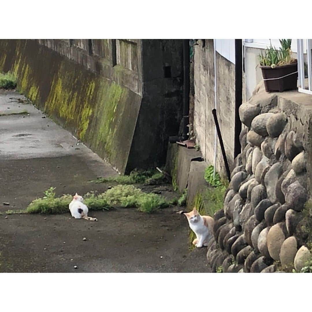 竹中友紀子のインスタグラム：「#にゃんこ  ウリちゃんを探しに早朝散歩をしていると、たくさんのにゃんこに出会います。  #ウリちゃん #迷い猫 #猫さんぽ #愛猫探しています #ねこすたぐらむ #竹中友紀子」