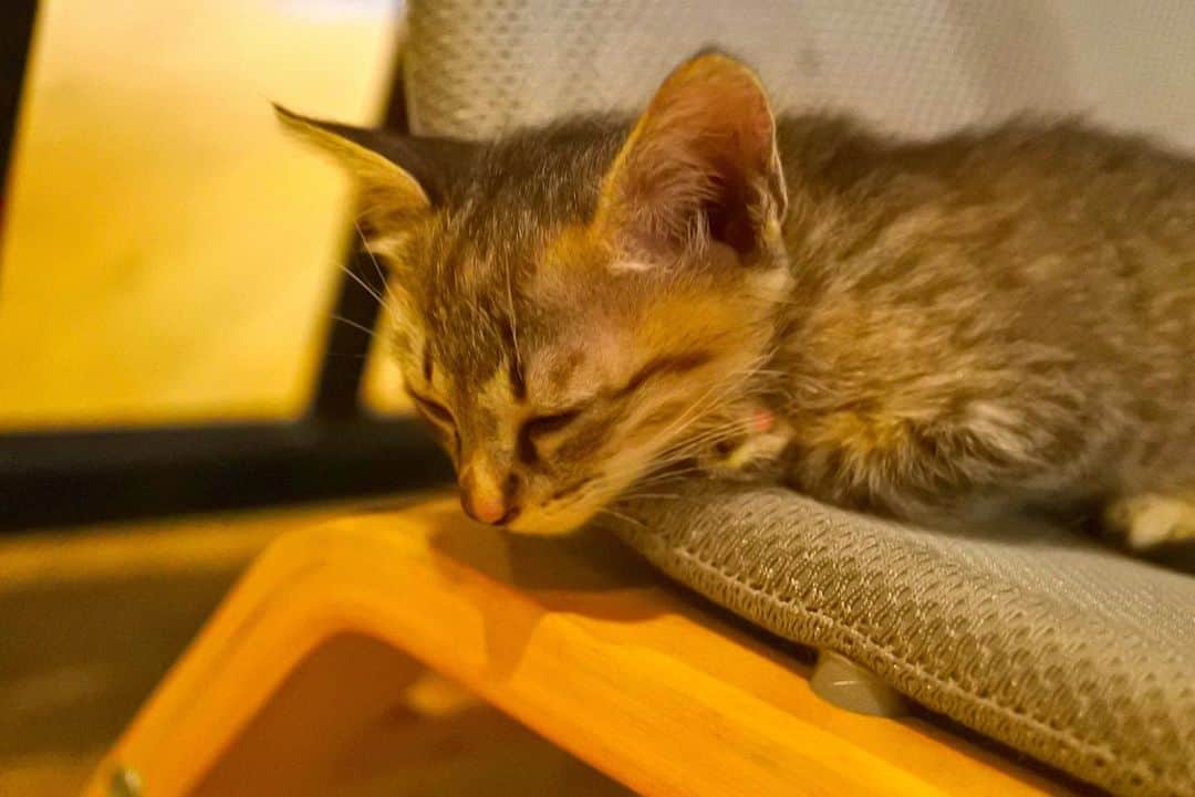 のインスタグラム：「春は みんな平等に眠たい。  #photo #photography #photooftheday #beautiful #beautifulphoto #citten #cat #sleep #sleepy #sleepycat #spring #bangkok #thailand」