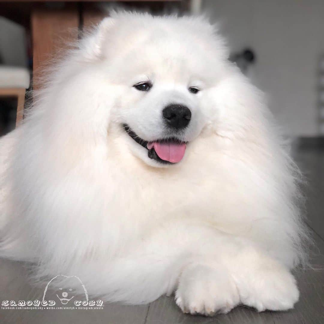 Alex Toさんのインスタグラム写真 - (Alex ToInstagram)「🥰🥰🥰 #cute #dog #doglover #dogsofinstagram #dogoftheday #dogofthedayjp #dogstagram #fluffy #hkig #hongkong #ilovemydog #instadog #instagood #instamood #instagraphy #instapic #samoyedoninstagram #pet #petlovers #petsofinstagram #petstagram #photooftheday #puppy #pupsofinstagram #samoyed #samoyedsofinstagram #webstagram #犬 #サモエド」5月12日 13時31分 - alexto