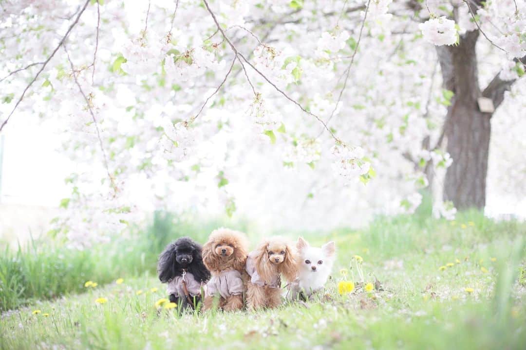 mamiのインスタグラム：「* 震えるほど可愛い景色の中で ぎゅぎゅ♡っと。 . . #オールドレンズ  #オールドレンズに恋をした #オールドレンズで繋がりたい #私が紡ぐ物語 #chihuahua #チワワ#poodle #toypoodle #プードル #トイプードル  #petstagram #dogsofinstagram #dogoftheday #fluffypack #dailypetstars #igersjp #_lovely_weekend #Airy_pics #whim_fluffy #tokyocameraclub #ファインダー越しのわたしの世界 #写真好きな人と繋がりたい #親バカ万歳キャンペーン #sakura #八重桜 #cherryblossom」