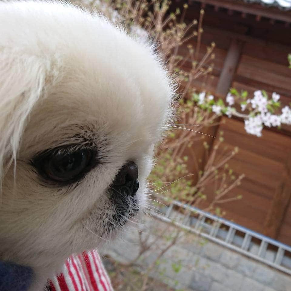 のインスタグラム：「#ペキニーズ #ぺきにーず #白ペキニーズ #Pekingese #pekingese  #pekingeselove #pekingesesofinstagram  #pekinese #pekistagram  #japanese #japan #dogstagram  #dogs #dog #japanesedog #japanesedogs #doglover #love #iloveyou #ilovedogs #京叭狗 #페키니즈 #cute #cutedog  #ハロウィン #愛犬 #わんこ #犬 #エブリドッグ #ZIP写真部」