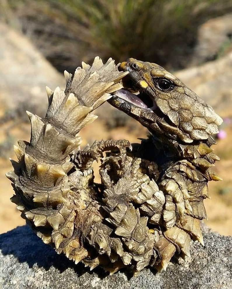 アメリカ自然史博物館さんのインスタグラム写真 - (アメリカ自然史博物館Instagram)「Armadillo or lizard? It’s the armadillo lizard (Ouroborus cataphractus)! Native to South Africa, this reptile inhabits semi-desert habitats. Like an armadillo, it curls up into a ball when under threat, holding its tail with its mouth. In extreme circumstances, it will shed its tail to escape—but only when left without another option, since it loses the ability to curl up into its defensive position while waiting for its tail to grow back. Photo: Handré Basson」5月12日 13時59分 - amnh