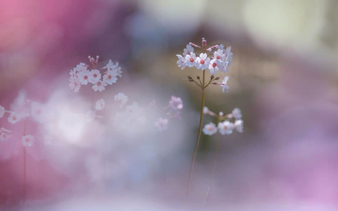 花の写真館のインスタグラム：「Photo by @miyako_koumura.⠀ https://instagram.com/miyako_koumura/⠀ .⠀ Original Post[投稿頂いたURL]⠀ https://www.instagram.com/p/BkC_I4JniyN/⠀ .⠀ 本アカウントは、 #私の花の写真 をつけてInstagramに投稿された皆さまの花の写真や、「花の写真館」Facebookページで投稿された花の写真を紹介します。⠀ 「花の写真館」Facebookページは、「 @floral.photograph 」のプロフィールにあるURLからご覧ください。⠀ .⠀ #花の写真館 #floralphotograph #floralphoto #flower #flowers #富士フイルム #FUJIFILM⠀ Follow: @floral.photograph」
