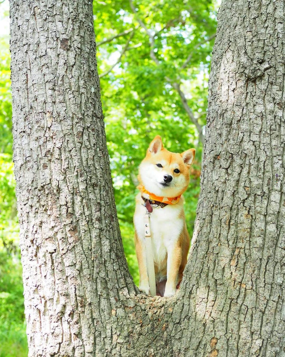 豆柴にこちゃんさんのインスタグラム写真 - (豆柴にこちゃんInstagram)「🐶 今日はずっと気になってた、 Market TERRACE ［川越市場の森のビュッフェレストラン］ に行ってきたよ🚗 #marketterrace #マーケットテラス . 1900円で埼玉産の新鮮野菜たっぷりの ブュッフェが時間無制限で食べ放題✨ . テラス席は犬ok🐕 . ほぼ全種類、死ぬほど食べたけど 野菜いっぱいだからゼロカロリー🐷‼️ . 個人的には、 鶏肉と野菜のグリーンカレー 柿の種衣の唐揚げ トマトパスタ 川越産ほうれん草のグリーンスムージー 川越産にんじんのレアチーズケーキ がおいしかった😋 . フォーやカレー、ピザ、 武蔵野うどん、サンラータン麺、 ソフトクリームもあるよー . 1枚目はテラス席の木に挟まってみた🌳 4枚目はごはんをねだってチョイチョイ🐾 6枚目は虹が映った🌈✨ 9枚目は犬が大好きなかわいい男の子と👦 . 今日もにこは軽く小走りするほど元気でした✨ みんなの応援やお守りパワーのおかげです🥰 . つづく . #柴犬#豆柴#pecoいぬ部#犬#わんこ#犬#ここ柴部#shibainu#dog#mameshiba#pecotv#dog#いぬのきもち部#しばいぬ#しばけん#こいぬ#シバイヌ#いぬ#イヌ#赤柴#マメシバ#ペット#日本犬#子犬#puppy#doggo#pet」5月12日 19時34分 - nikochan.mame48