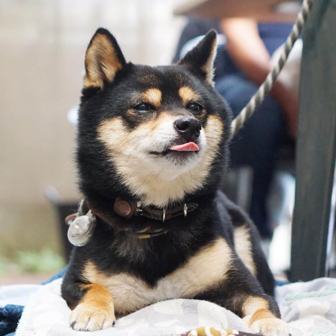 黒豆柴こむぎのグルメインスタ