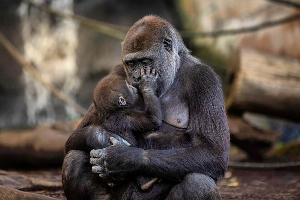 タロンガ動物園さんのインスタグラム写真 - (タロンガ動物園Instagram)「Wishing every mum out there a happy Mother's Day!  Love from our Taronga Team! 📷 via the very talented @alisonleerubie_photography  #ForTheWild」5月12日 14時10分 - tarongazoo