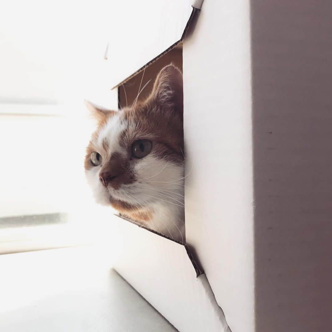 外山輝信さんのインスタグラム写真 - (外山輝信Instagram)「猫と日曜日」5月12日 14時25分 - terunobu_toyama