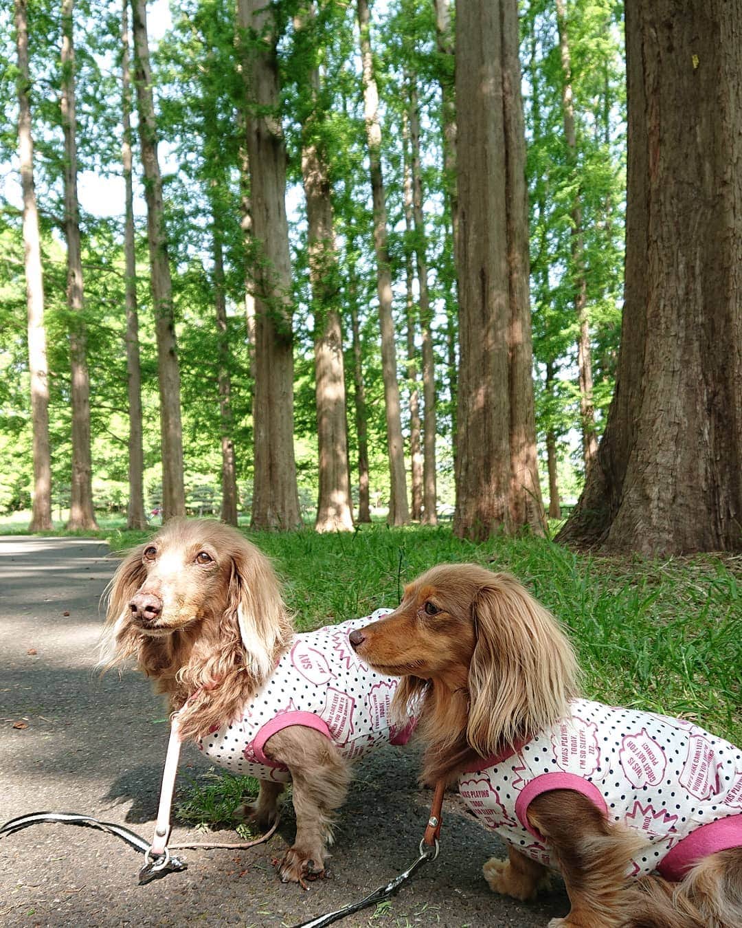 くるみんのインスタグラム：「* 水元公園はメタセコイヤ並木があって涼しい  #ミニチュアダックスフンド #ミニチュアダックスフント #ミニチュアダックス #イザベラタン #イザベラ #カニンヘンダックスフント #カニンヘンダックス #カニンヘン #カニンヘンダックスフンド #チョコタンダックス #チョコタン #ダックス多頭飼い #ダックスフント #ダックス #ダックスフンド #水元公園 #メタセコイヤ並木 #わんこなしでは生きていけません会 #ワンコなしでは生きて行けません会 #いぬばか部 #いぬすたぐらむ #短足部 #dachshundgram #dachshund #dogstagram #east_dog_japan #instagramdog #instadachs #kyounodachs #todayswanko」