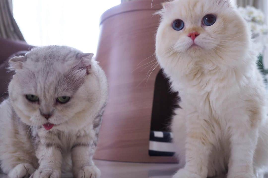 Haruのインスタグラム：「When they were together. Now one is in Bangkok, the other is in Northern Thailand. #haruthecat #gentleharper #วันวานยังหวานอยู่ #ห่างกันแต่คอลหากันบ่อยๆ」