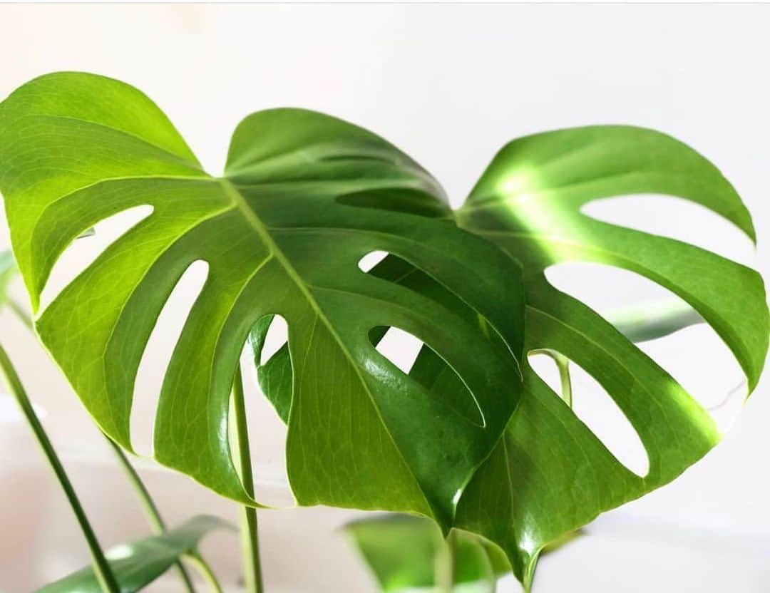 The Louunのインスタグラム：「Beautiful #monstera is available now🌿📦 www.etsy.com/Shop/plantroomla #plantsofinstagram 🥰#plantsmakepeoplehappy」