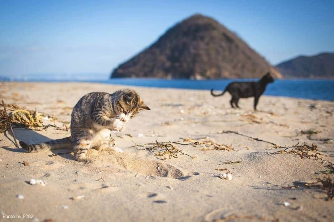 NEKOくらぶさんのインスタグラム写真 - (NEKOくらぶInstagram)「|| 砂場遊び⠀ @haniyan0821 さんの作品ですにゃ（＝ΦωΦ＝）⠀ *⠀ いいね！＆コメント大歓迎！！⠀ *⠀ #nekoclub #NEKOくらぶ #Japan #Photo #写真 #日本 #cat #ネコ #ねこ #猫 ⠀ Follow: @nekoclub_jpn⠀ *⠀ ▼【廣済堂出版共同企画】NEKOくらぶの皆さまとつくる「NEKOくらぶ写真集」、発売中♪（＝ΦωΦ＝）⠀ ※詳細は本アカウント「 @nekoclub_jpn 」のプロフィールに固定しているハイライトから」5月12日 16時00分 - nekoclub_jpn