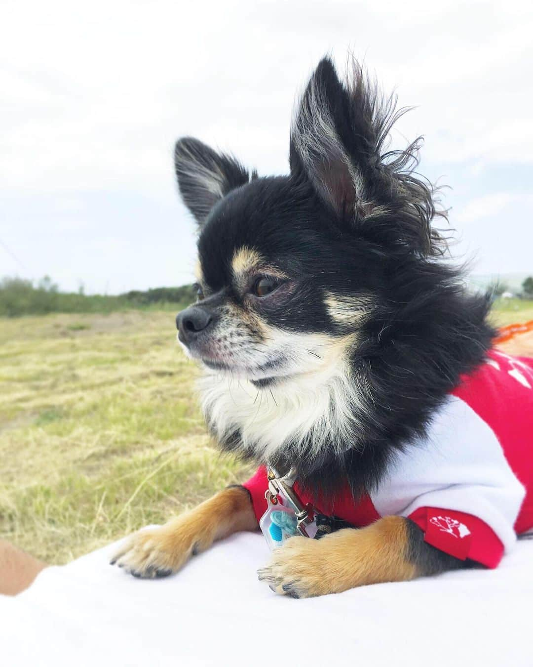 中倉隆道さんのインスタグラム写真 - (中倉隆道Instagram)「. のんびりピクニック🐕☺️🏖 . . 陽射し浴びてお昼寝🐶💤 . . #ワンコ #チワワ #愛犬」5月12日 16時27分 - ryudo.tokyo