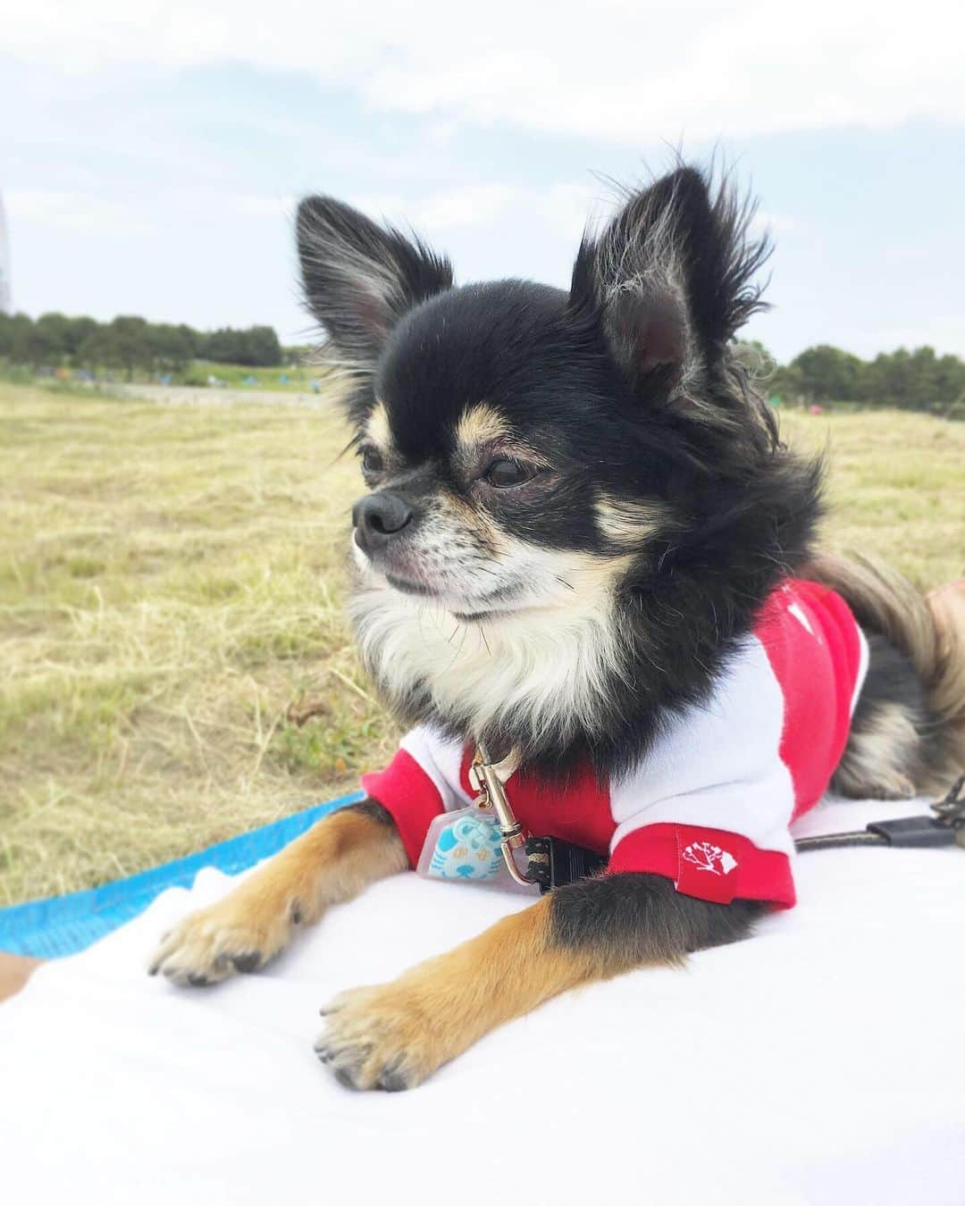 中倉隆道さんのインスタグラム写真 - (中倉隆道Instagram)「. のんびりピクニック🐕☺️🏖 . . 陽射し浴びてお昼寝🐶💤 . . #ワンコ #チワワ #愛犬」5月12日 16時27分 - ryudo.tokyo