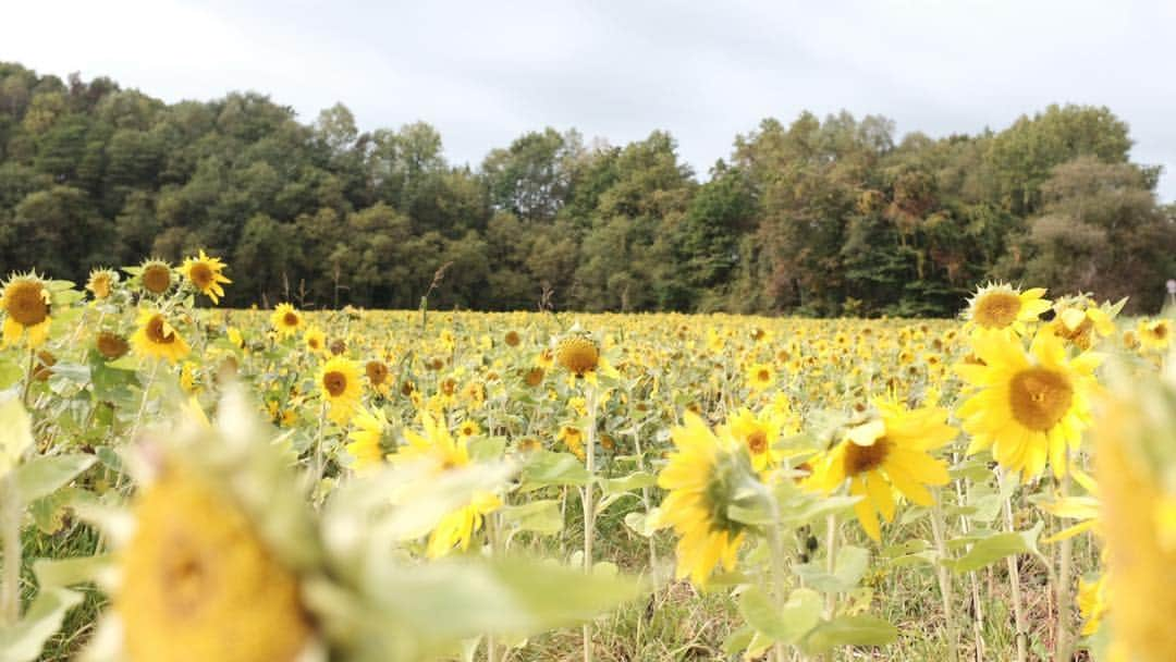 Rihwaさんのインスタグラム写真 - (RihwaInstagram)「おんま、いつもありがとう。🌻🌻🌻🌻🌻 私に素晴らしい家族をくれてありがとう。 おんまの愛情を太陽のように注がれて育ったから、毎日笑って過ごせてるよ。 おんまから学びたいことがまだまだたくさんある！ おんまー！愛してるよー！❤️❤️❤️❤️❤️💐💐💐💐💐 #Rihwa #母の日 #おんま #お母さん #ママ #愛してる #love #mother #mothersday #happy #happymothersday」5月12日 16時57分 - rihwa_official