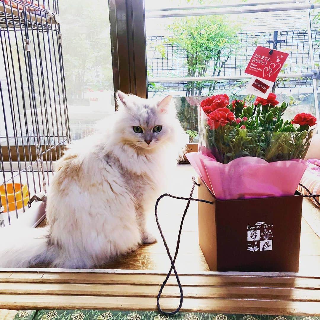 佐伯紅緒さんのインスタグラム写真 - (佐伯紅緒Instagram)「母の日。実家の猫。  #母の日 #猫 #ラガマフィン #cat」5月12日 16時57分 - beniosaeki