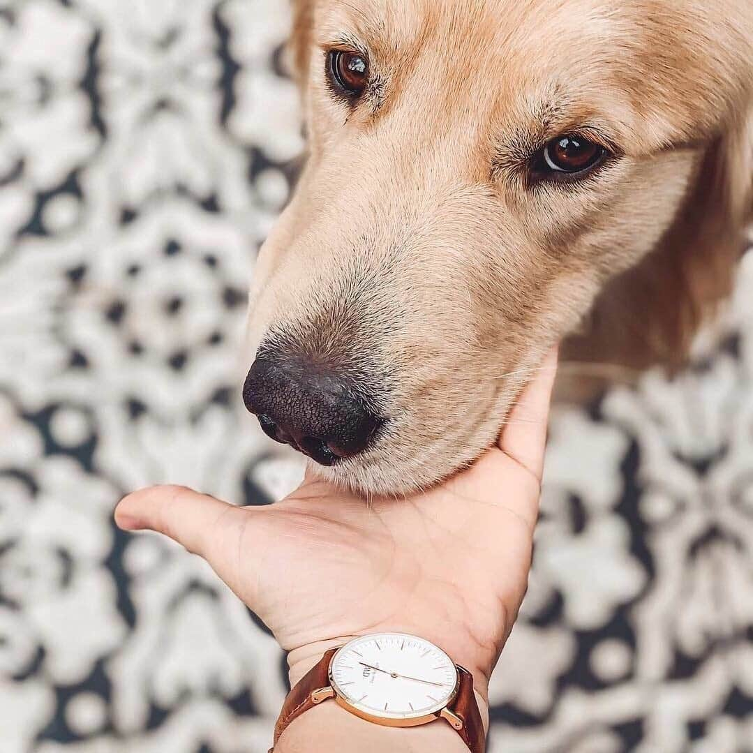 ダニエルウェリントンさんのインスタグラム写真 - (ダニエルウェリントンInstagram)「Congratulations to @thegrumpygolden on being our #DWPickoftheDay! Make sure that you tag your photos with #DanielWellington for a chance to get featured, and visit danielwellington.com to find your favorites and local stores.」5月12日 17時03分 - danielwellington