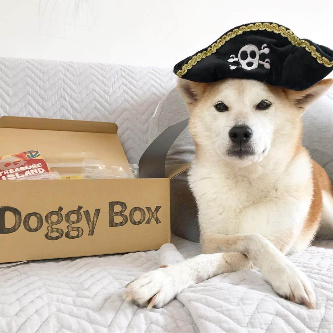 柴犬リリコさんのインスタグラム写真 - (柴犬リリコInstagram)「Yo ho,Yo ho! 🐶🏴‍☠️ 気ままな海賊暮らし。泣く子も黙る大悪党☠️（ ドギーボックス5月号リーフレットより @doggybox_jp ）  リリコさんが海賊帽を被ると…大悪党というよりもコスプレのお姉さん👩🏻‍🎤に見える不思議w  #ドギボ  #doggybox」5月12日 17時04分 - ke_rock_