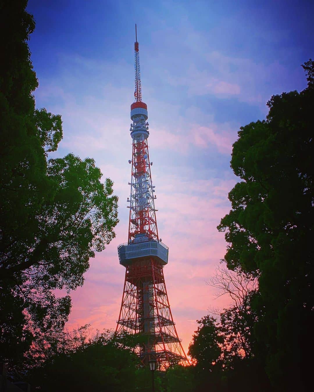 宍戸留美のインスタグラム：「#tokyotower #tokyo #東京タワー #観光 #夕日 #木 #美」