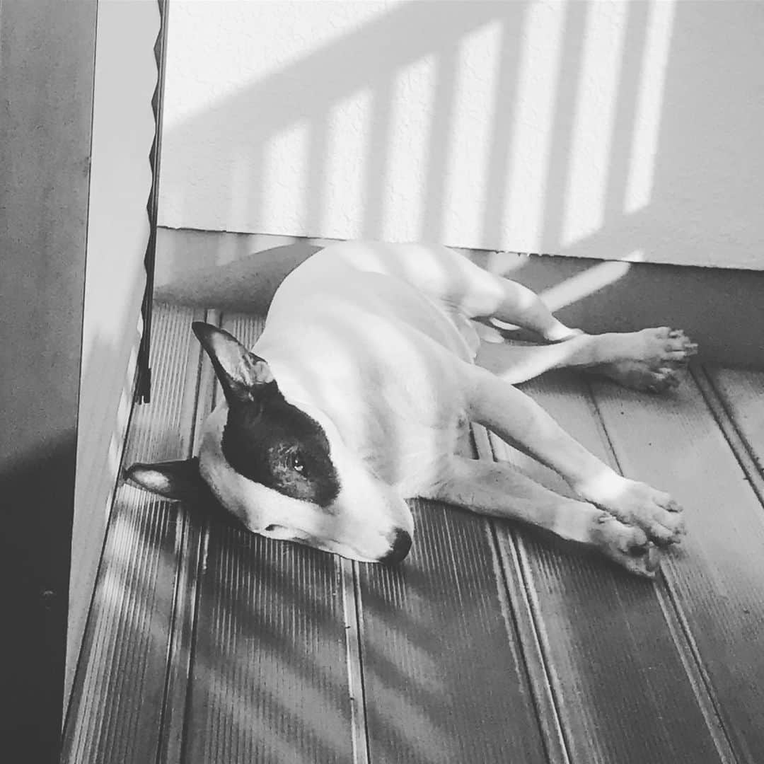 Q太郎さんのインスタグラム写真 - (Q太郎Instagram)「#minituru#bull#terrier#minibullterrier#miniturubullterrier#dog#dogstagram#cute#qtaro#love#family#ミニチュア#ブルテリア#ミニチュアブルテリア#Q太郎」5月12日 17時51分 - qtaro.jun