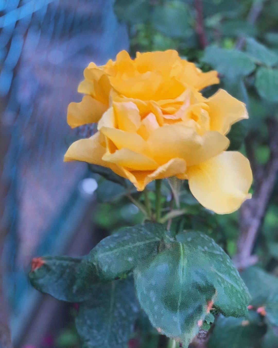 のインスタグラム：「ただ自然に 一輪の花の如くあれ  Metis  #Metis#officeonelove#あるがまま#花#rose」