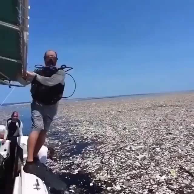 WildLifeのインスタグラム：「@discoversharks together with @save0cean, are giving away stainless steel straws for FREE! Get yours today! LINK IN OUR BIO👆🏼 Tag as many friends as you can below!👇 People should know that this exists and that it is an enormous problem! Remember to recycle ♻️ ⠀ 👇 Time to read 👇 The Pacific trash vortex, also known as the Great Pacific Garbage Patch, is a huge accumulation of trash made predominantly of plastic and microplastic (<50mm), located at the subtropical ocean vortex of the North Pacific. The convergence of surface currents formed by the winds, causes the entrapment in this area of waste and natural debris. The presence of this and other rubbish conglomerates scattered all over the globe, has led the Italian artist Maria Cristina Finucci to classify them as federal territories of a State and therefore to found the Garbage Patch State, having an area of 15,915,933 km2 (more than the area of Spain+France+Italy), recognized as a federal state by UNESCO on April 11, 2013. ⠀ ⠀ Tag someone that should see this!👇 🎥 CAROLINE POWER PHOTOGRAPHY」