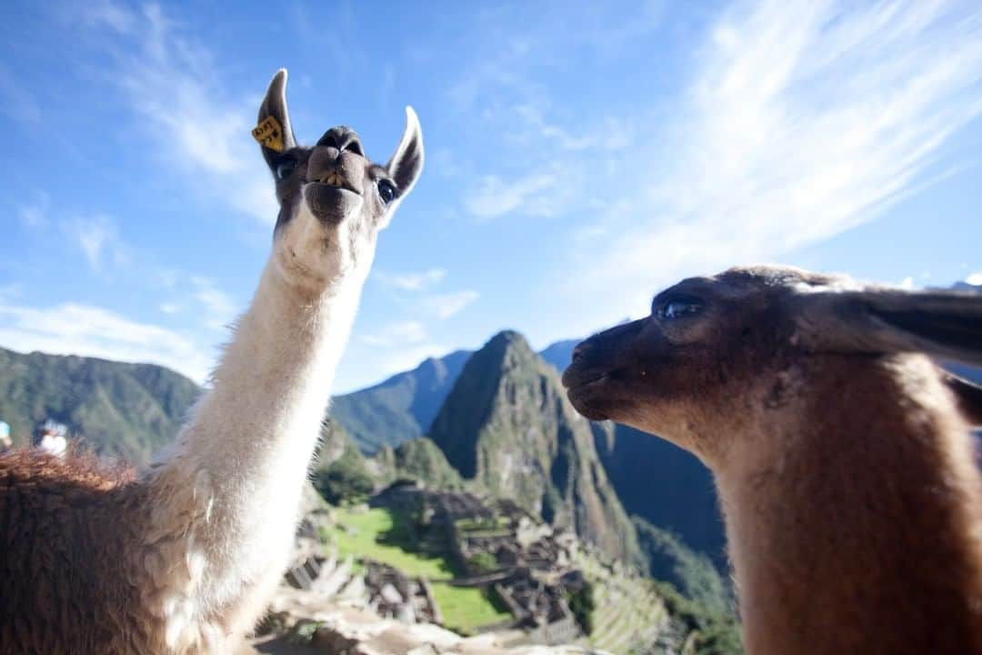 National Geographic Travelさんのインスタグラム写真 - (National Geographic TravelInstagram)「Photo by @sofia_jaramillo5 | Two curious llamas pose for the camera at Machu Picchu in Peru. Machu Picchu was discovered over 100 years ago and was named as one of the new seven wonders of the world in 2007. For more photos from Peru and other South American countries follow me @sofia_jaramillo5 #machupicchu #travelsouthamerica #travels #traveltheworld」5月13日 4時09分 - natgeotravel