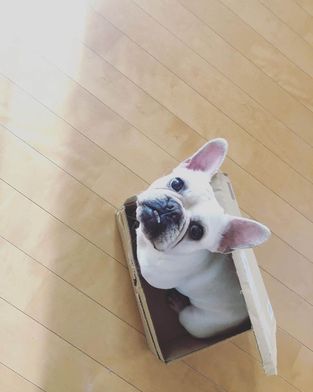 佐原モニカのインスタグラム：「This girl will try to fit into just about any box she finds😂💕📦 #ダンボールらぶ」