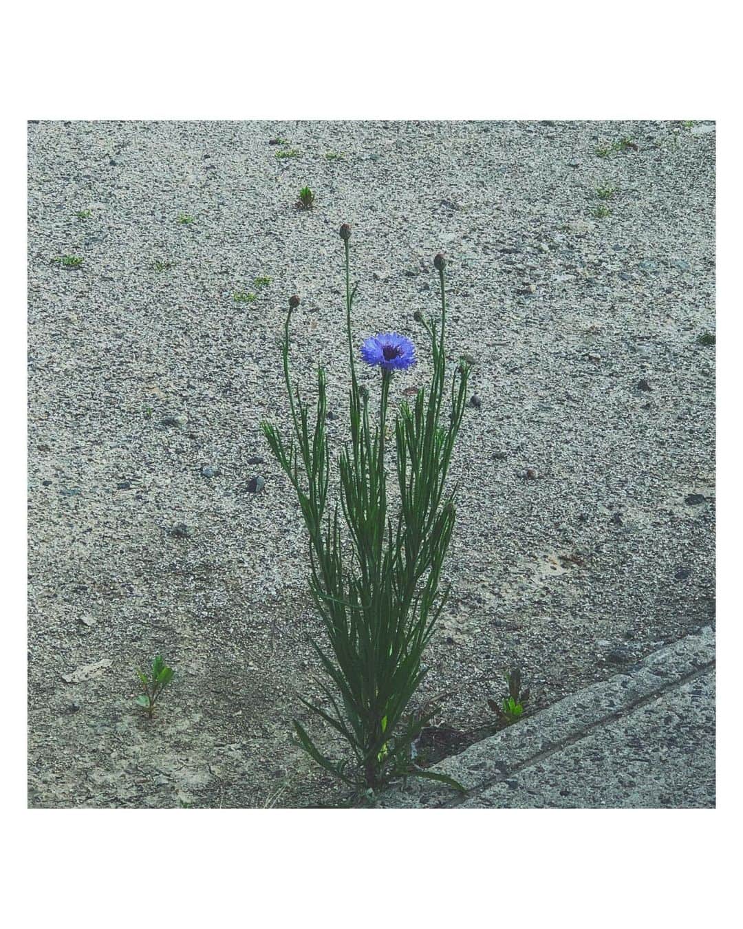 みなみのインスタグラム：「⁠ 魅力的でとっても可愛いお花見つけた✲*ﾟ」