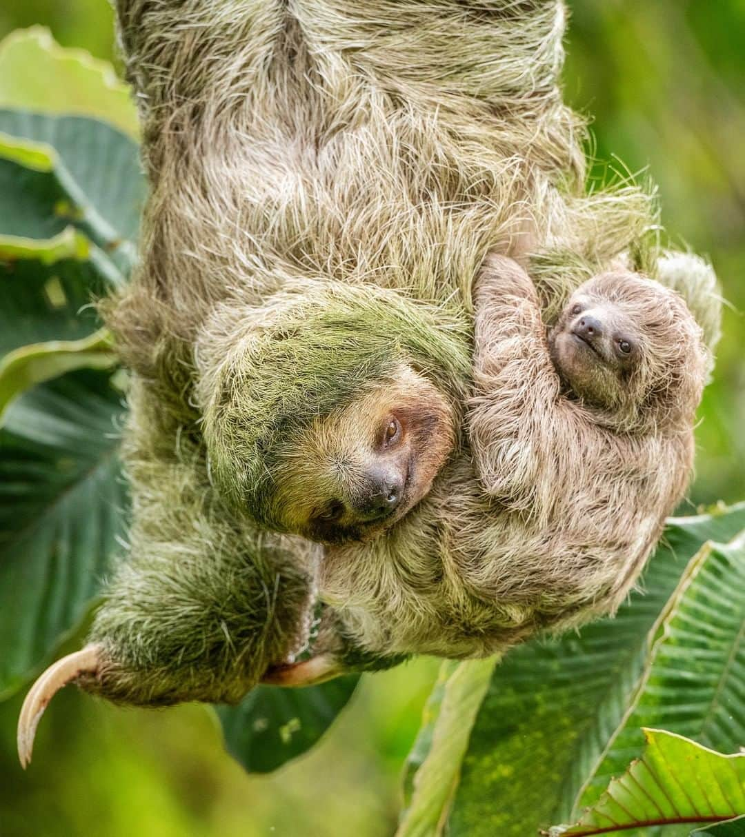 Discoveryさんのインスタグラム写真 - (DiscoveryInstagram)「Thanks for being slothsome mom. . . “After waiting a very long time (sloths move pretty slowly), I was able to capture a good photo of this sloth mama with her baby in Guapiles, Costa Rica.” 📸 + caption by Hector Astorga (@hector_astorga_photography) . . . . #nature #photooftheday #naturephotography #potd #mothersday #mom #mothersday2019 #thanksmom #cute #mama #sloth #happymothersday」5月12日 20時11分 - discovery