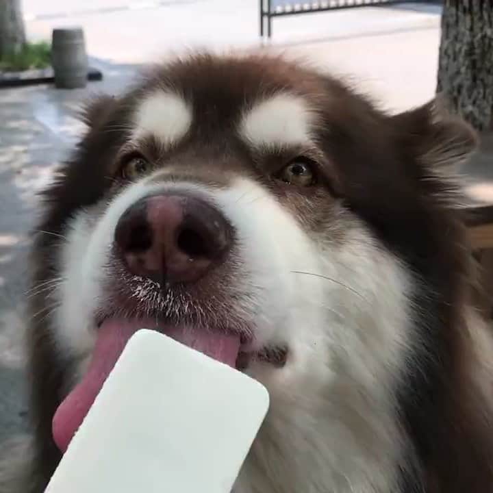 husky and malamuteのインスタグラム：「Summer is coming.😛😛😛」