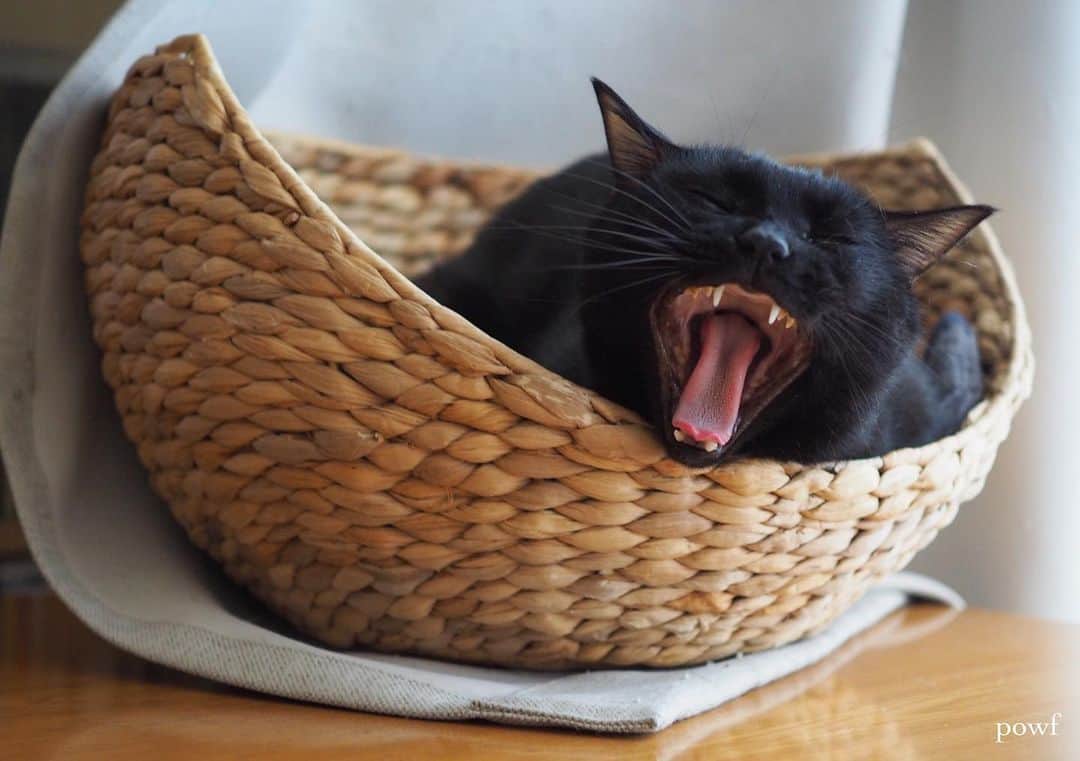 anemone_69さんのインスタグラム写真 - (anemone_69Instagram)「. #あくび猫 #あくび . #ハカセとキョウジュ #blackcat #黒猫 #cat #猫 #保護猫 . .」5月12日 20時21分 - powf