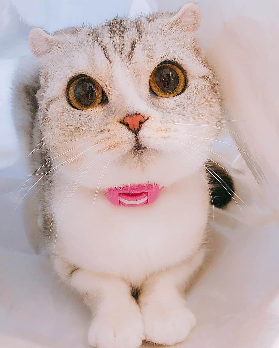 HANAさんのインスタグラム写真 - (HANAInstagram)「#hanakitty」5月12日 20時27分 - hana__kitty