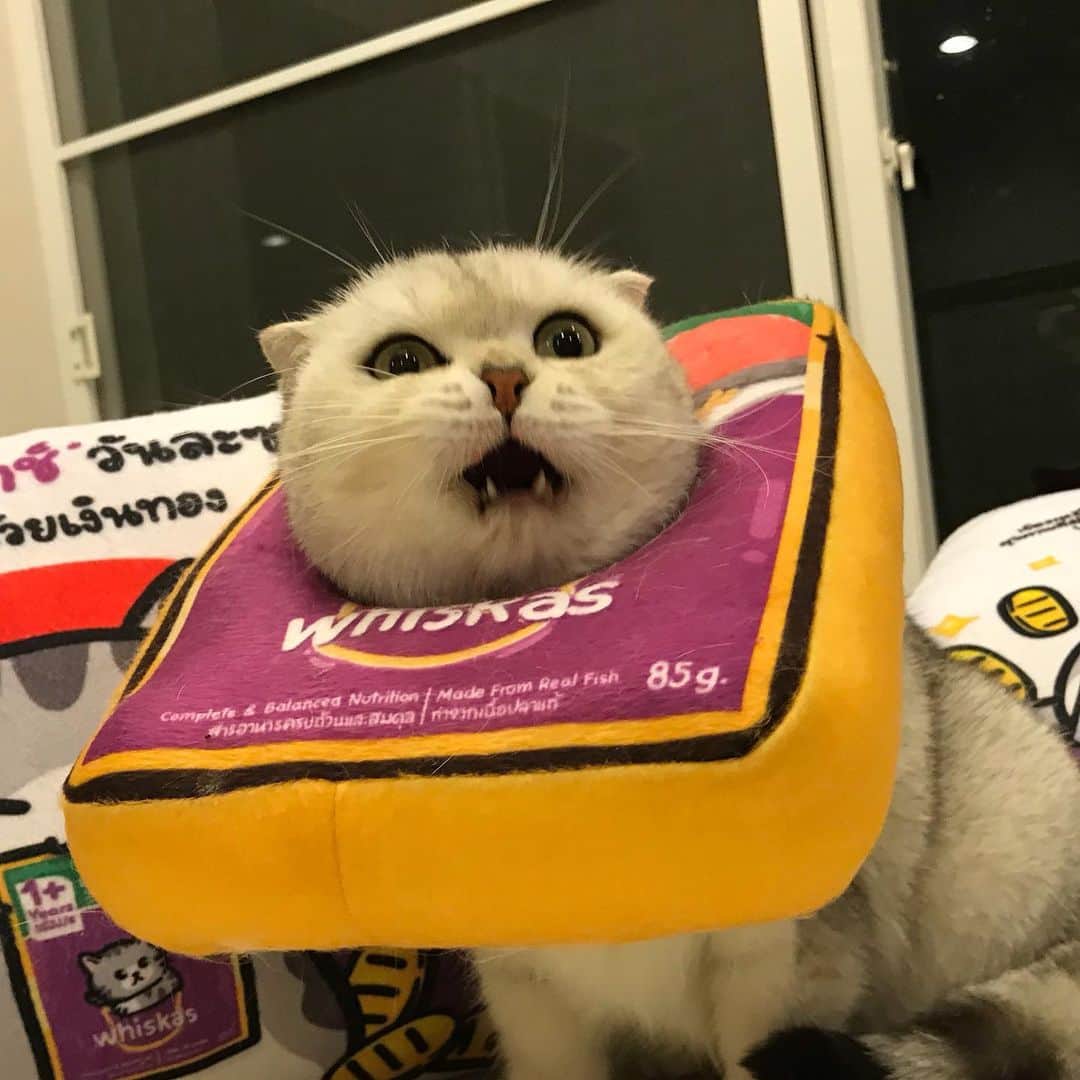 Haruのインスタグラム：「What is a temple? Human said she will bring us there if we misbehave. 😰 #วัดคือไรคะ #หนูไม่อยากไปวัด #ว่าที่แมววัด2019 #ตัวเก็งอันดับหนึ่ง」
