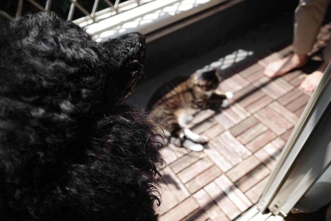 佐藤東弥のインスタグラム：「圧をかける魔犬 #GR3」