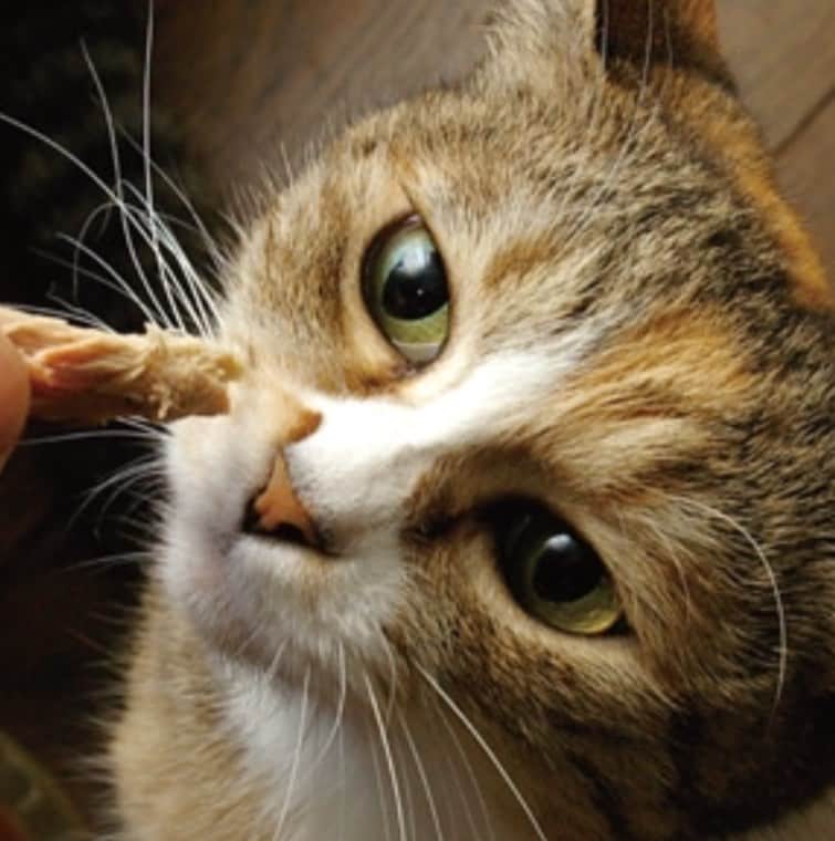 Kachimo Yoshimatsuさんのインスタグラム写真 - (Kachimo YoshimatsuInstagram)「Kindle版「文庫版うちの猫ら」 写真をでっかく拡大出来ます！ #uchinonekora #purin #neko #cat #catstagram #kachimo #猫 #ねこ #うちの猫ら http://kachimo.exblog.jp」5月12日 20時43分 - kachimo