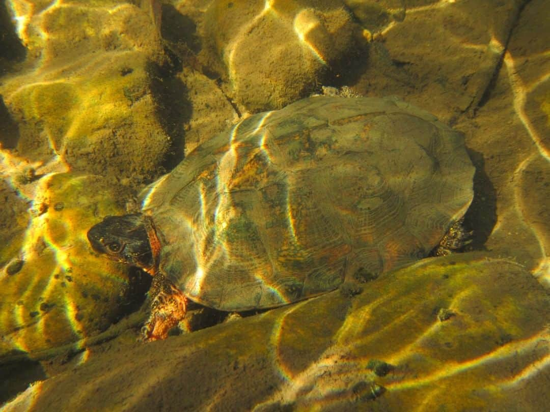 スミソニアン国立動物園さんのインスタグラム写真 - (スミソニアン国立動物園Instagram)「🐢 Our scientists found endangered and elusive #woodturtles in #Virginia by 🧪testing the 💧streams they live in for traces of their 🧬DNA. #eDNA surveys can be powerful tools to help scientists protect wood turtles, which are poached and trafficked for the pet trade. eDNA can help them quickly monitor where wood turtles are living and monitor how their populations are doing. It is also much less expensive than traditional visual encounter surveys. #WeSaveSpecies」5月12日 20時45分 - smithsonianzoo