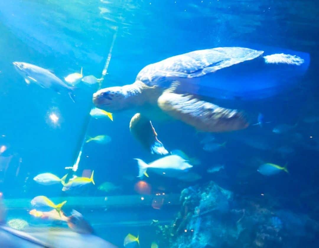 まんまるともぴーさんのインスタグラム写真 - (まんまるともぴーInstagram)「１日目の観光は鳥羽水族館﻿ 息子たちが小さかった頃に﻿ 何度も行った懐かしのスポット🐬🐠﻿ ﻿ ﻿ ここでちょっと鳥羽水族館の﻿ 意外とビックリな豆知識を😊💡✨﻿ 知ってましたか〜(^ ^)？？﻿ ﻿ ﻿ ⭐️飼育種類数日本一‼️﻿ ⭐️日本で唯一ジュゴンを飼育‼️﻿ ﻿ ﻿ へぇ〜〜〜と感心しながら﻿ 館内を回りました😊💕﻿ 時間が足りず、ゆっくり見れなかったのが﻿ ちょっと残念でした💦﻿ ﻿ ﻿ またゆっくり来たいなーと﻿ 海の生き物に癒されながら﻿ ほっこり楽しめましたよー😀💖﻿ #鳥羽水族館  #鳥羽旅行  #鳥羽水族館フォト  #志摩スペイン村  #志摩地中海村  #伊勢志摩  #伊勢神宮  #伊勢  #伊勢神宮おかげ横丁  #三重  #三重旅行 ﻿ #アシカショー  #イルカショー  #ジュゴン  #人魚  #マーメイド  #ラッコ  #熱帯魚  #水族館  #水族館デート  #水族館好きな人と繋がりたい ﻿ ﻿#旅行  #旅行コーデ  #旅行好きな人と繋がりたい  #旅行大好き  #旅行好き  #旅 ﻿ ﻿#国内旅行  #国内旅行好きな人と繋がりたい  #国内ひとり旅」5月12日 21時12分 - manmarutomop
