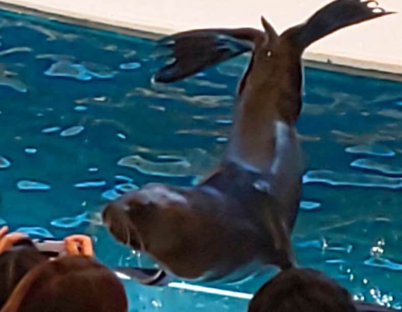 まんまるともぴーさんのインスタグラム写真 - (まんまるともぴーInstagram)「１日目の観光は鳥羽水族館﻿ 息子たちが小さかった頃に﻿ 何度も行った懐かしのスポット🐬🐠﻿ ﻿ ﻿ ここでちょっと鳥羽水族館の﻿ 意外とビックリな豆知識を😊💡✨﻿ 知ってましたか〜(^ ^)？？﻿ ﻿ ﻿ ⭐️飼育種類数日本一‼️﻿ ⭐️日本で唯一ジュゴンを飼育‼️﻿ ﻿ ﻿ へぇ〜〜〜と感心しながら﻿ 館内を回りました😊💕﻿ 時間が足りず、ゆっくり見れなかったのが﻿ ちょっと残念でした💦﻿ ﻿ ﻿ またゆっくり来たいなーと﻿ 海の生き物に癒されながら﻿ ほっこり楽しめましたよー😀💖﻿ #鳥羽水族館  #鳥羽旅行  #鳥羽水族館フォト  #志摩スペイン村  #志摩地中海村  #伊勢志摩  #伊勢神宮  #伊勢  #伊勢神宮おかげ横丁  #三重  #三重旅行 ﻿ #アシカショー  #イルカショー  #ジュゴン  #人魚  #マーメイド  #ラッコ  #熱帯魚  #水族館  #水族館デート  #水族館好きな人と繋がりたい ﻿ ﻿#旅行  #旅行コーデ  #旅行好きな人と繋がりたい  #旅行大好き  #旅行好き  #旅 ﻿ ﻿#国内旅行  #国内旅行好きな人と繋がりたい  #国内ひとり旅」5月12日 21時12分 - manmarutomop