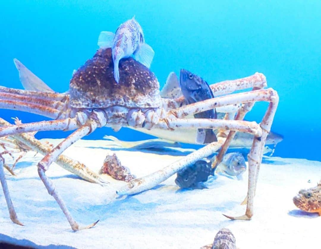 まんまるともぴーさんのインスタグラム写真 - (まんまるともぴーInstagram)「１日目の観光は鳥羽水族館﻿ 息子たちが小さかった頃に﻿ 何度も行った懐かしのスポット🐬🐠﻿ ﻿ ﻿ ここでちょっと鳥羽水族館の﻿ 意外とビックリな豆知識を😊💡✨﻿ 知ってましたか〜(^ ^)？？﻿ ﻿ ﻿ ⭐️飼育種類数日本一‼️﻿ ⭐️日本で唯一ジュゴンを飼育‼️﻿ ﻿ ﻿ へぇ〜〜〜と感心しながら﻿ 館内を回りました😊💕﻿ 時間が足りず、ゆっくり見れなかったのが﻿ ちょっと残念でした💦﻿ ﻿ ﻿ またゆっくり来たいなーと﻿ 海の生き物に癒されながら﻿ ほっこり楽しめましたよー😀💖﻿ #鳥羽水族館  #鳥羽旅行  #鳥羽水族館フォト  #志摩スペイン村  #志摩地中海村  #伊勢志摩  #伊勢神宮  #伊勢  #伊勢神宮おかげ横丁  #三重  #三重旅行 ﻿ #アシカショー  #イルカショー  #ジュゴン  #人魚  #マーメイド  #ラッコ  #熱帯魚  #水族館  #水族館デート  #水族館好きな人と繋がりたい ﻿ ﻿#旅行  #旅行コーデ  #旅行好きな人と繋がりたい  #旅行大好き  #旅行好き  #旅 ﻿ ﻿#国内旅行  #国内旅行好きな人と繋がりたい  #国内ひとり旅」5月12日 21時12分 - manmarutomop