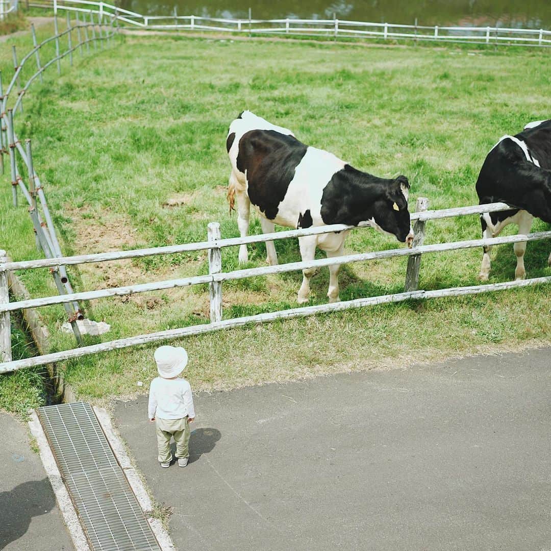 Takafumi Gotoのインスタグラム：「碇高原へピクニック。神経質な季之介は動物を警戒しつつ、だんだんと慣れて楽しめたみたい🐄🐑🐐相変わらず口の気合がすごいけど全然飛ばないタンポポ。」