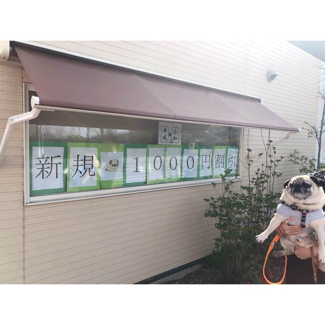 T&P Brothersさんのインスタグラム写真 - (T&P BrothersInstagram)「実家の近くにある動物病院🏥 トラとポムも預かってもらったことのある病院で、近くを散歩してると敷地内に入りたがります😂 ②その病院のトリミングサロンの新規1000円割引の新規の横がパグだったので思わず写真を撮りました💕  #shiba #pug #pugstagram #dog #柴 #柴犬 #パグ #tora #pom #トラ #ポム #柴パグ #시바 #퍼그 #泥料 #巴哥」5月12日 21時16分 - tora_pom_happylife