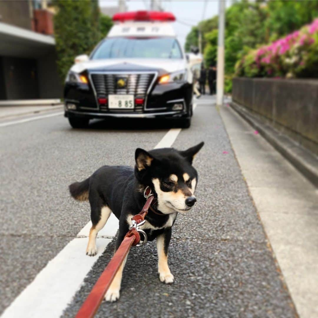 vo_coさんのインスタグラム写真 - (vo_coInstagram)「🚨 イヤイヤが過ぎてパトカー出動🚓 * #イヤイヤさん集合 #イヤイヤさん #shibastagram #instashiba #shiba #shibainu #黒柴 #柴犬 #本気にしてはいけません #こたきちイヤイヤの記録」5月12日 21時19分 - vo_co