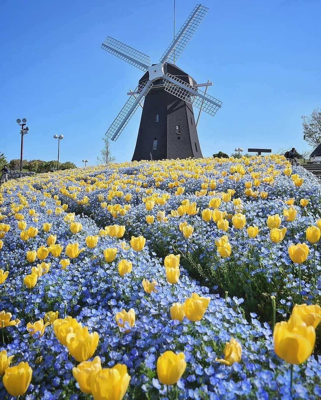 BEAUTIFUL DESTINATIONSさんのインスタグラム写真 - (BEAUTIFUL DESTINATIONSInstagram)「Greetings from a cheerful and windmill-laden field in Osaka, Japan. Have you visited this magical place? If so, leave your recommendations in the comments! 🇯🇵 (📷: @ui_hii618love 📍: Osaka, Japan)」5月12日 21時31分 - beautifuldestinations