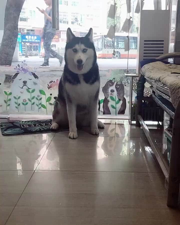 husky and malamuteのインスタグラム：「Wow...amazing.🙈🙈」