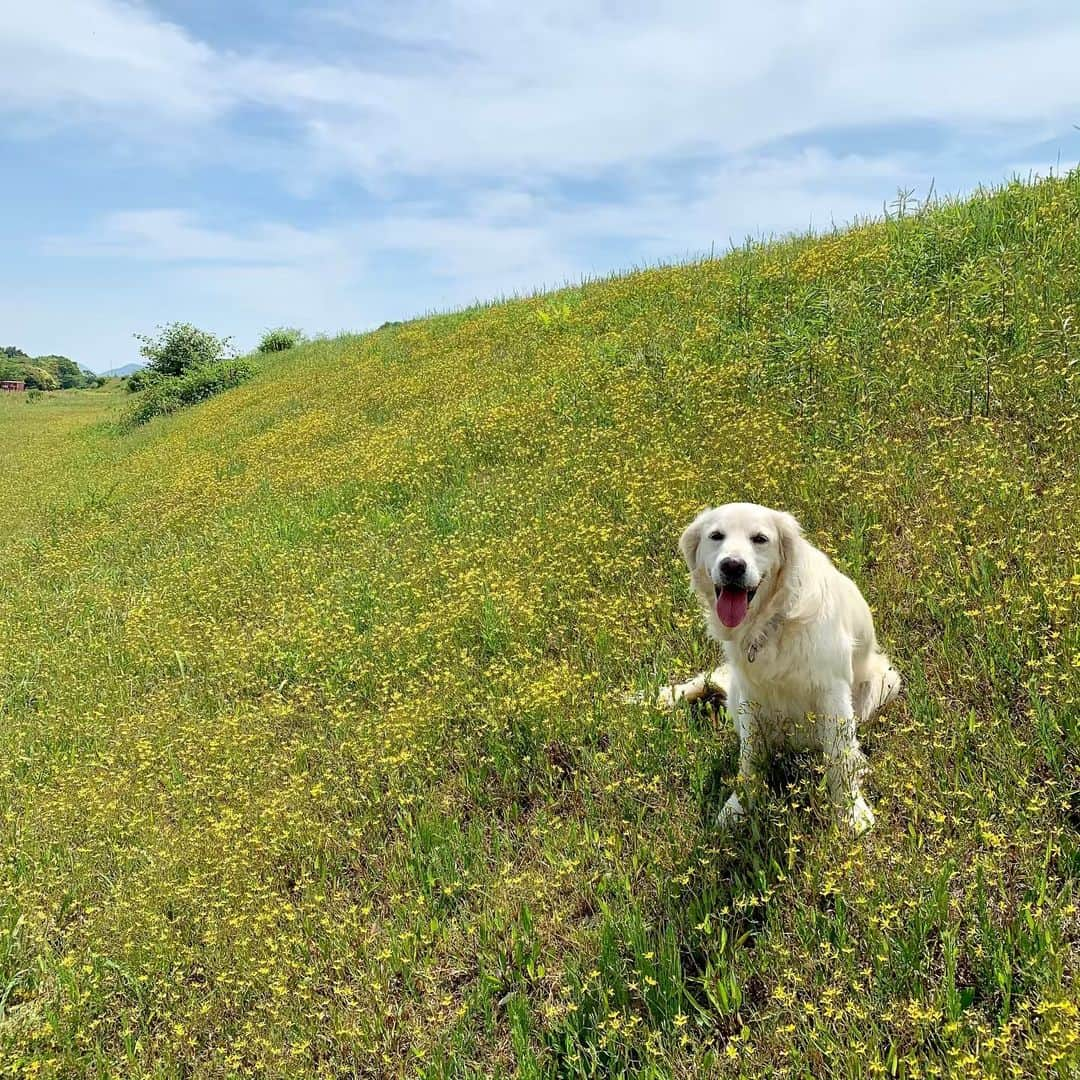 P太郎ママさんのインスタグラム写真 - (P太郎ママInstagram)「#雑草と犬  #ブタナ #ニガナ  今日も暑かった！ もう30度に届きそう… 犬がハアハアゆーとると、ドキドキしちゃう。 まだ5月なのに… 寒いのもヤだけど。 暑いのは犬の命にかかわる…こんな表現が大げさじゃないんだもんなぁ。 #ゴールデンレトリバー  #goldenretriever」5月12日 21時54分 - ptarodada