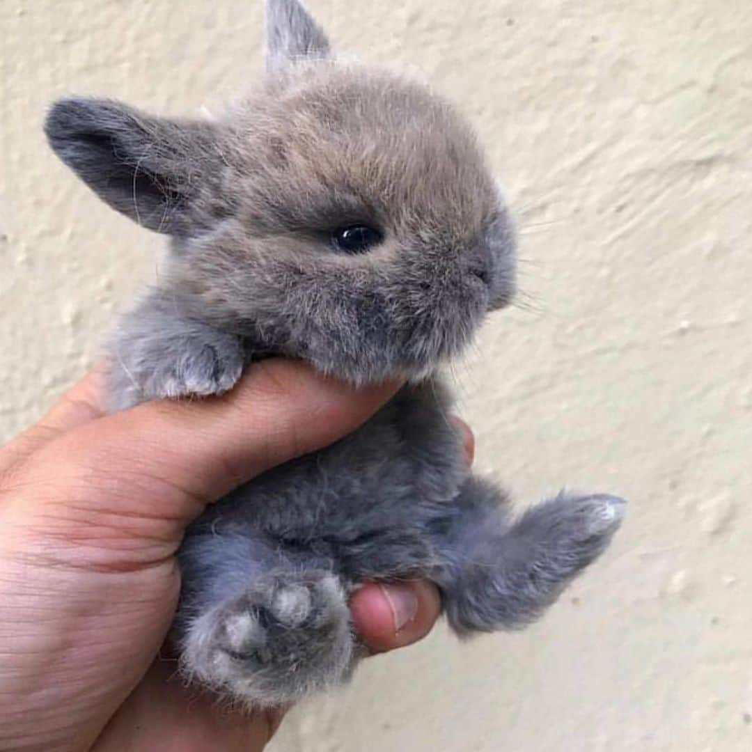 The Louunさんのインスタグラム写真 - (The LouunInstagram)「How cute!!!! Tag your friends and follow @plantroomla #animal #rabbit #sunday」5月12日 22時21分 - shoplouun