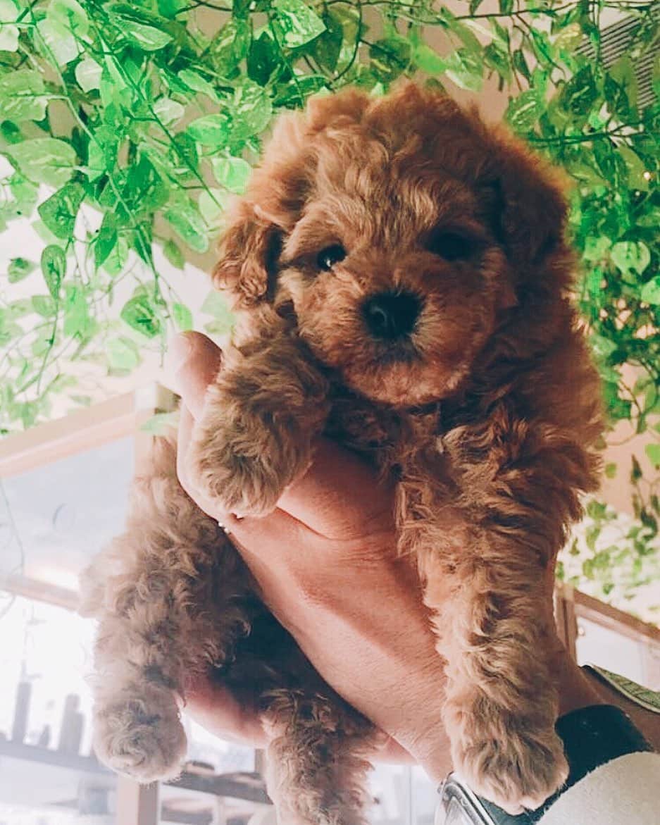 小塚源太のインスタグラム：「Welcome to our home🐾 2019.5.12.  #toypoodle #puppy #babygirl」