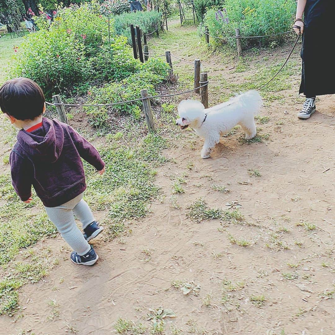 安田美沙子さんのインスタグラム写真 - (安田美沙子Instagram)「今日は、お仕事終わりに代々木公園へ。。。 沢山走り回って欲しかったけど、まずお昼寝💤 そしてバラ園を散歩したり、はんなとわんちゃんと触れ合ったり🐶✨ そしてなんとなく気付いたのが、 はまってる山手線のプラレールを離さない。息子くん、パパにそっくりでインドア派だ！！ お家帰ったら、生き生きしてプラレールしてました。笑  #instagood #boy #24monthsold #プラレール #アンパンマン #足が柔らかい」5月12日 22時23分 - yasuda_misako